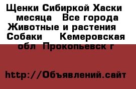 Щенки Сибиркой Хаски 2 месяца - Все города Животные и растения » Собаки   . Кемеровская обл.,Прокопьевск г.